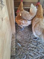 GRATIS Prachtige jonge friese hoender haan, Dieren en Toebehoren, Mannelijk, Kip