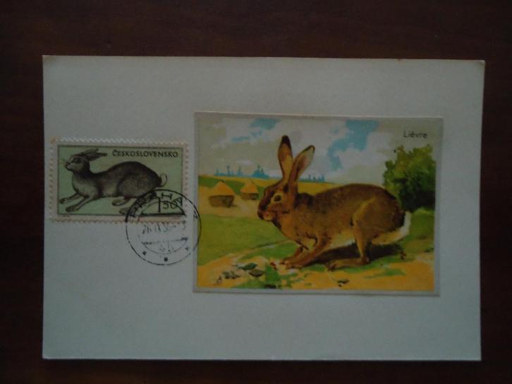 Dier veld haas op kaart Tsjechoslowakije 1955, mi. 929, Postzegels en Munten, Postzegels | Thematische zegels, Gestempeld, Dier of Natuur