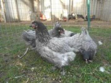 Australorp kippen. beschikbaar voor biedingen