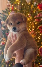 SHIBA pups met FCI stamboom., Dieren en Toebehoren, Honden | Poolhonden, Keeshonden en Oertypen, Overige rassen, 8 tot 15 weken
