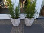 2x ovale Brynxz bloempot met potlootplant (euphorbia), Ophalen, Minder dan 100 cm