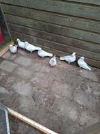 Cumulet hoogvliegers, Meerdere dieren, Postduif