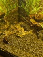 Te Koop! Kweekgroep Corydoras Paleatus., Dieren en Toebehoren, Vissen | Aquariumvissen, Vis, Zoetwatervis, Schoolvis