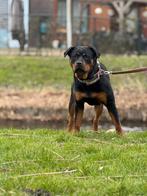 5* huisje gezocht, Dieren en Toebehoren, Honden | Bulldogs, Pinschers en Molossers, 15 weken tot 1 jaar, Teef, Parvo, Eén hond