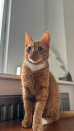 Gratis, Dieren en Toebehoren, Katten en Kittens | Overige Katten, Kater, 0 tot 2 jaar