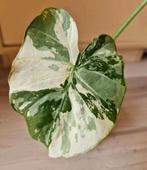 Alocasia Gageana Albo Variegata, Ophalen of Verzenden