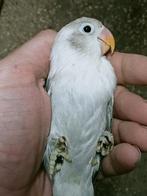 Prachtige piep jonge agapornis fisheri opaline grey euwing, Dieren en Toebehoren, Vogels | Parkieten en Papegaaien, Mannelijk