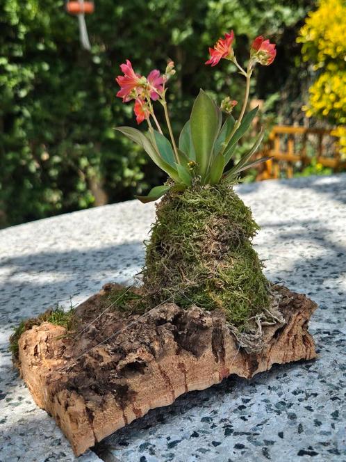 Lewisia (bitterkruid) op kurk, Huis en Inrichting, Kamerplanten, Overige soorten, Minder dan 100 cm, Bloeiende kamerplant, Ophalen of Verzenden
