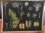 Schoolplaten, Ophalen, Natuur en Biologie