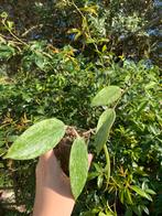 Hoya rangsan, Ophalen, Overige soorten, Minder dan 100 cm