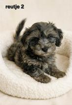 Super mooi gezonde boomer pups. Ook merle kleur !!, Dieren en Toebehoren, Honden | Chihuahua's en Gezelschapshonden, Overige rassen