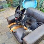 jonge oud duitse herder, Dieren en Toebehoren, Honden | Herdershonden en Veedrijvers, Particulier, Rabiës (hondsdolheid), 1 tot 2 jaar