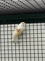 Major Putter Pop Te Koop, Dieren en Toebehoren, Vogels | Overige Vogels, Vrouwelijk, Wildzangvogel, Geringd