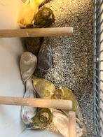 Kanarie Jasper koppels, Dieren en Toebehoren, Meerdere dieren, Kleurkanarie