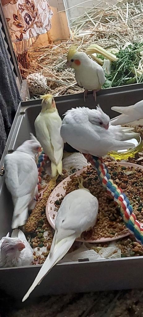 Valkparkieten te koop, bewezen koppel + kleintje, Dieren en Toebehoren, Vogels | Parkieten en Papegaaien, Parkiet, Meerdere dieren