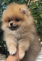 Pomeriaan pups bearface, Particulier, Rabiës (hondsdolheid), 15 weken tot 1 jaar, Buitenland
