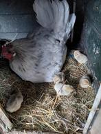 Kloek met raszuivere leghorn isabel kuikens, Dieren en Toebehoren, Pluimvee, Meerdere dieren, Kip