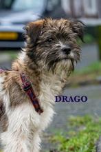 OP OP ZOEK NAAR EEN LIEF MAATJE? REUTJE OF TEEFJE? LEES MEE!, Particulier, 1 tot 2 jaar, Buitenland, Parvo