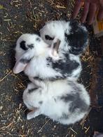 NHD konijntjes te koop, Dieren en Toebehoren, Meerdere dieren, Dwerg