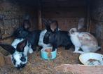 Jonge Lotharingers, Dieren en Toebehoren, Meerdere dieren, Groot