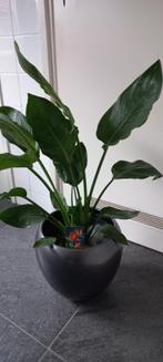 2 strelitzia planten, Tuin en Terras, Planten | Tuinplanten, Ophalen, Vaste plant, Overige soorten, Volle zon