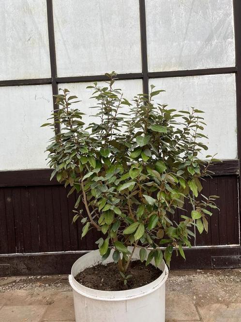 Tekoop : olijfwilg Potgekweekt, Tuin en Terras, Planten | Tuinplanten, Overige soorten, Volle zon, Zomer, Ophalen