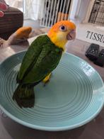 Super tamme jonge roestkop caique, Dieren en Toebehoren, Vogels | Parkieten en Papegaaien, Geslacht onbekend, Papegaai, Tam