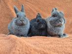 Moeder en 2 dochters voor een super goed huisje!, Meerdere dieren, Dwerg, 0 tot 2 jaar