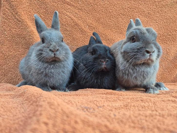 Moeder en 2 dochters voor een super goed huisje!, Dieren en Toebehoren, Konijnen, Dwerg, Meerdere dieren, 0 tot 2 jaar