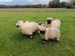 Walliser Schwarznase, Dieren en Toebehoren, Schapen, Geiten en Varkens, Vrouwelijk, Schaap