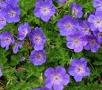 Geranium 'Rozanne' is de langst bloeiende geranium!, Ophalen, Bodembedekkers, Volle zon, Vaste plant