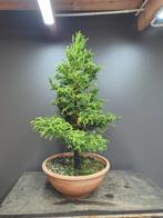 Cryptomeria Bonsai startplant, Tuin en Terras, Planten | Bomen, In pot, Bloeit niet, Halfschaduw, Minder dan 100 cm