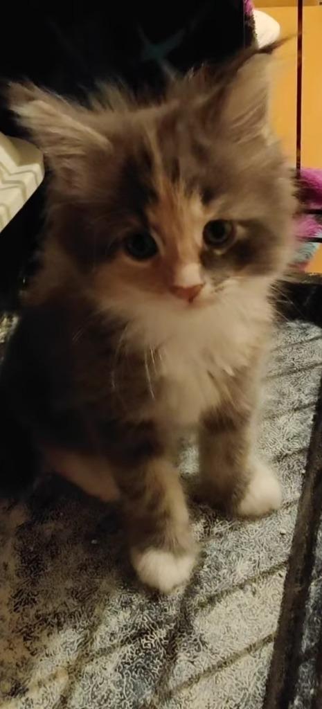 3 kittens beschikbaar, Dieren en Toebehoren, Katten en Kittens | Overige Katten, Langharig, Meerdere dieren, 0 tot 2 jaar