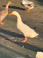 Mooi koppel loopeenden, Dieren en Toebehoren, Meerdere dieren, Eend