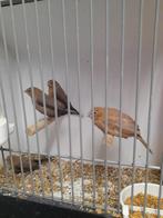 Zilverbekjes, Geslacht onbekend