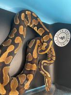 Konings Python Wildkleur DH Ultramel Clown Kweekman, Slang