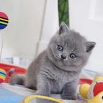 Prachtige Britse korthaar kittens, Ontwormd, Meerdere dieren, 0 tot 2 jaar