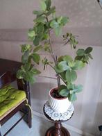 Mooi plant ,, Ophalen of Verzenden, Volle zon, Overige soorten, Minder dan 100 cm