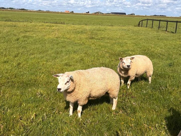 Twee rammen Texelaar, Dieren en Toebehoren, Schapen, Geiten en Varkens, Schaap, Mannelijk, 0 tot 2 jaar