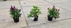 buddleja candy in soorten, Ophalen, Zomer, Overige soorten, Volle zon