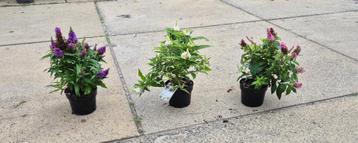 buddleja candy in soorten beschikbaar voor biedingen