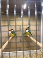 Gouldamadines mannen, Dieren en Toebehoren, Mannelijk, Tropenvogel, Geringd