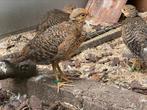 1-1 goudfazant 2025 aviornis geringd, Dieren en Toebehoren, Pluimvee, Meerdere dieren, Overige soorten