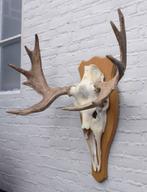 Scandinavisch ELAND GEWEI op licht houten schild (ref. C), Verzamelen, Ophalen, Gebruikt, Hert, Gewei of Kop