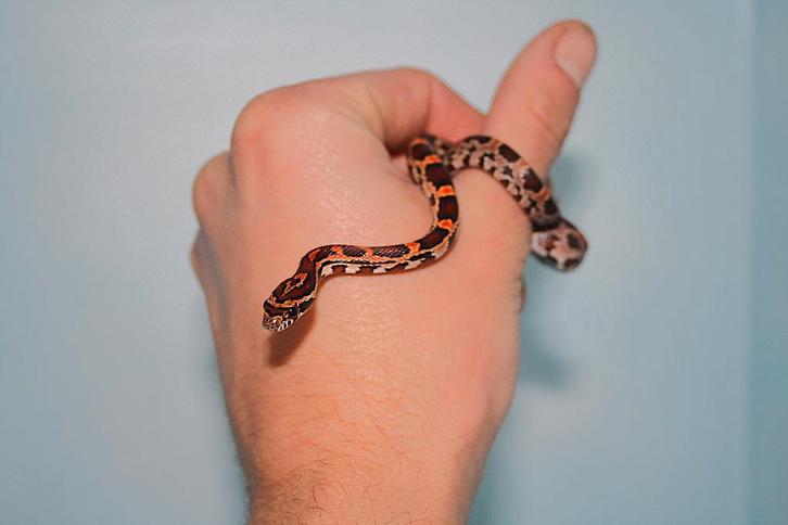 Jonge Okeetee korenslangen!