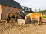 Aangeboden stallingplek paard/pony op paddock paradise, 1 paard of pony, Weidegang