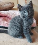 Prachitge kittens Ragdoll Blauwe Rus Brit, Dieren en Toebehoren, Katten en Kittens | Raskatten | Korthaar, Meerdere dieren, Ontwormd