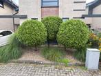Bomen, Bloeit niet, 100 tot 250 cm, Ophalen, Volle zon