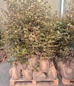 GROTE PARTIJ groene beuken met kluit 150/175, Bloeit niet, Halfschaduw, 100 tot 250 cm, Overige soorten