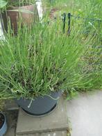 3 X Lavendelplanten, Tuin en Terras, Planten | Tuinplanten, Volle zon, Vaste plant, Zomer, Ophalen
